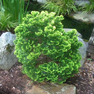 Nana Dwarf Hinoki False Cypress